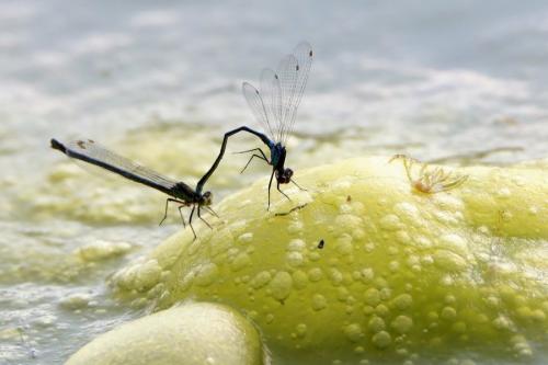 Erythromma najas